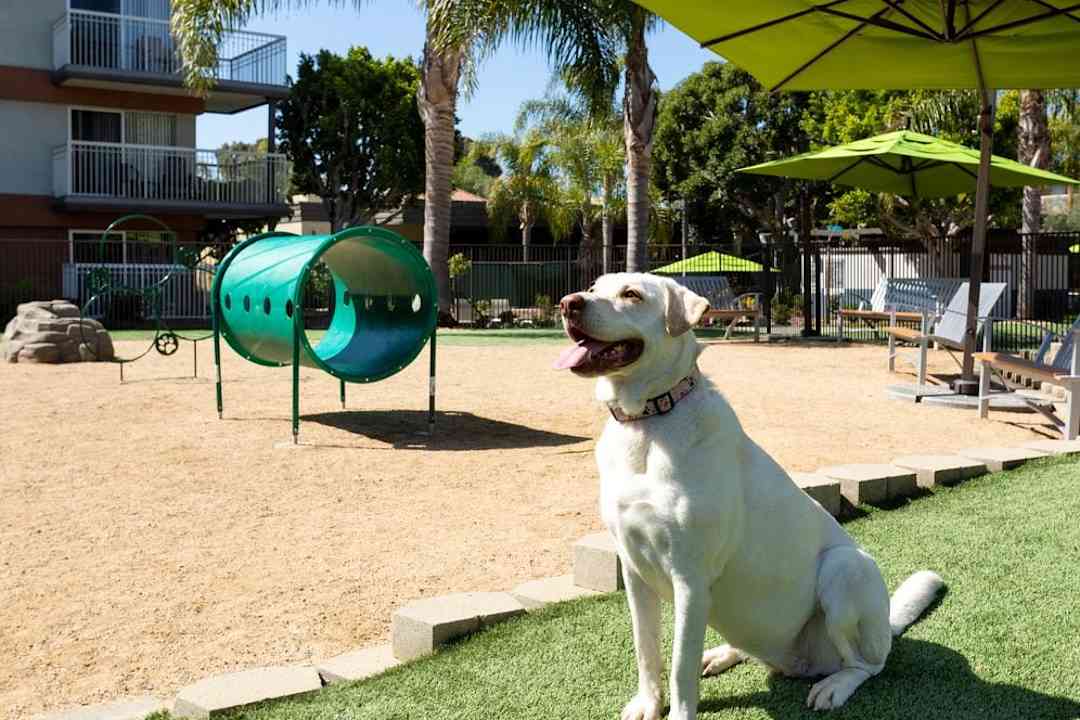 are dogs allowed on seal beach