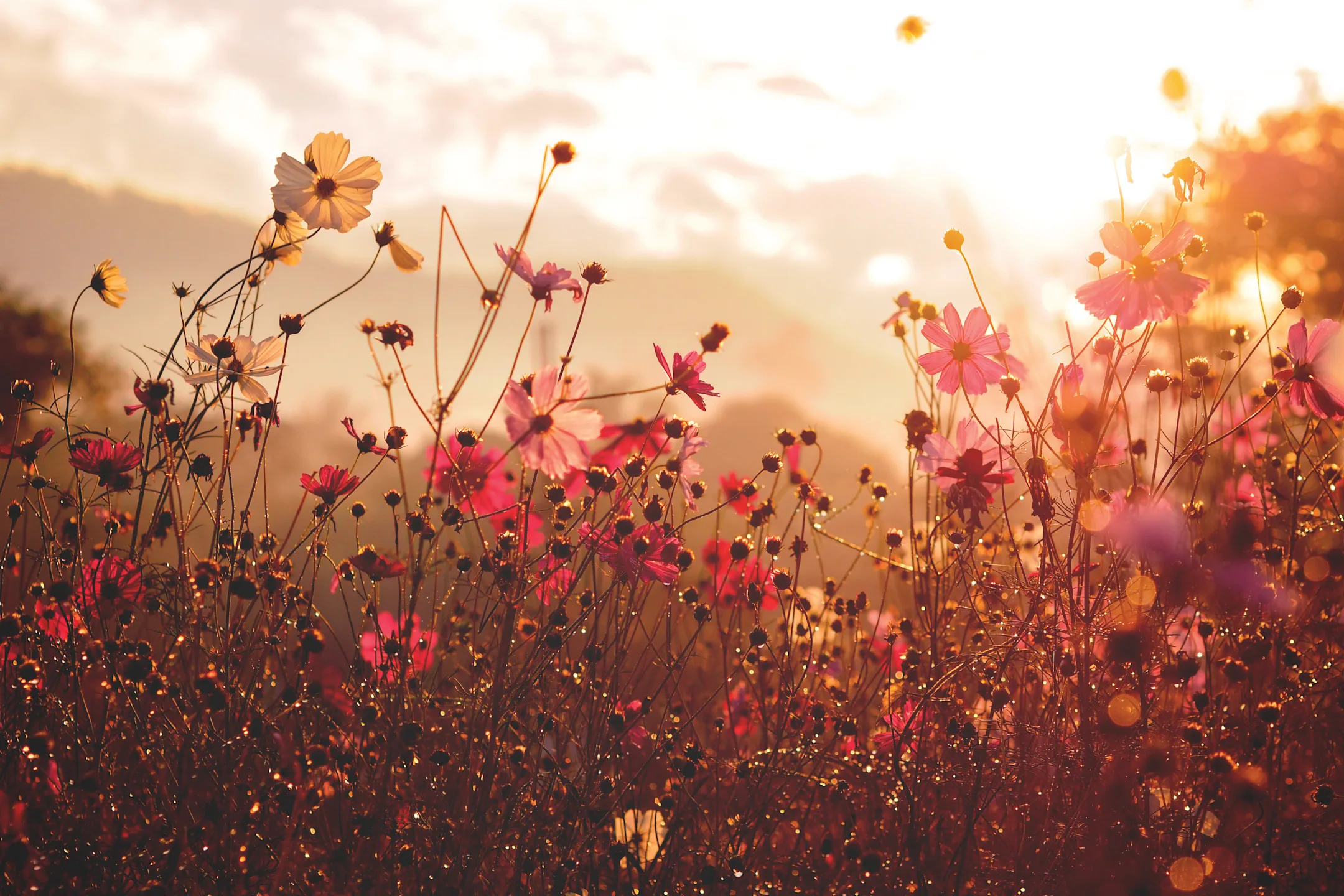 Rising Sun Meadows Apartments Bordentown, NJ 08505