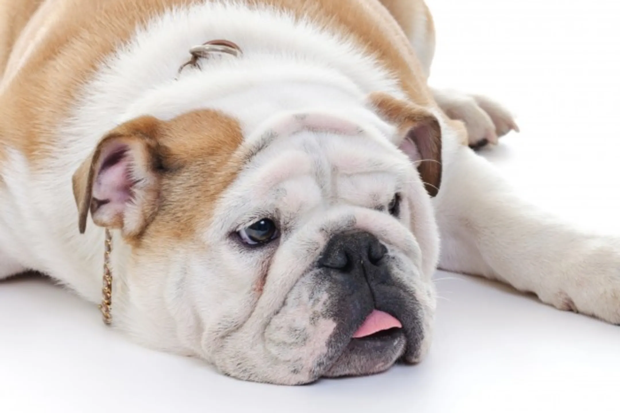 Triton Heights 448 E Damsel Dr Salt Lake City, UT Apartments for