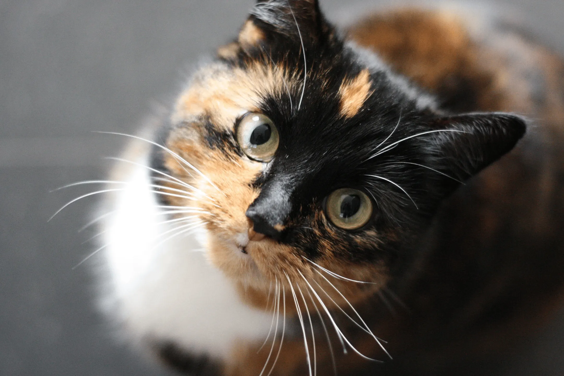 Elmwood Lake Apartments 5875 Balsam Drive Hudsonville, MI