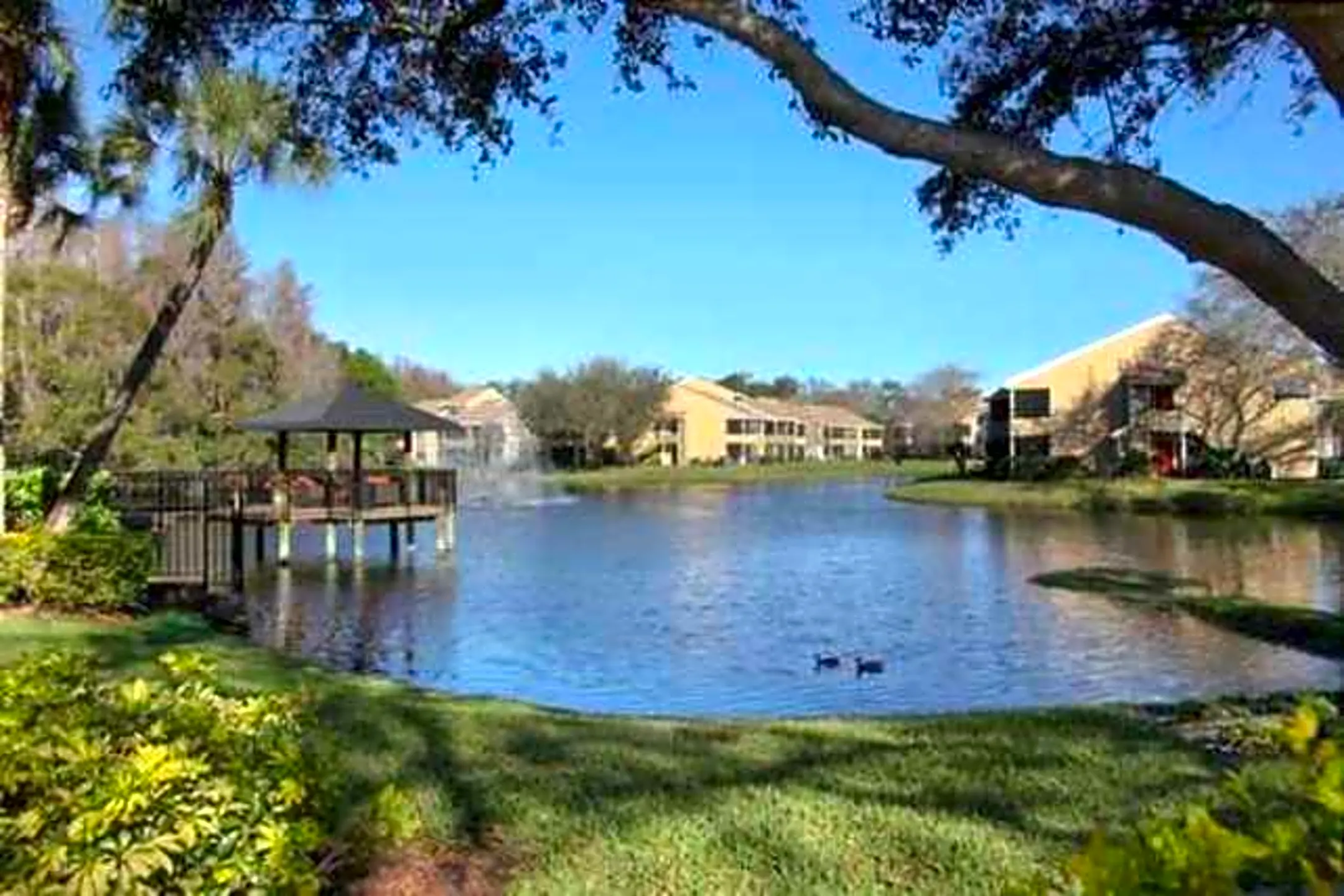 Apartments For Rent In Northdale Tampa Fl