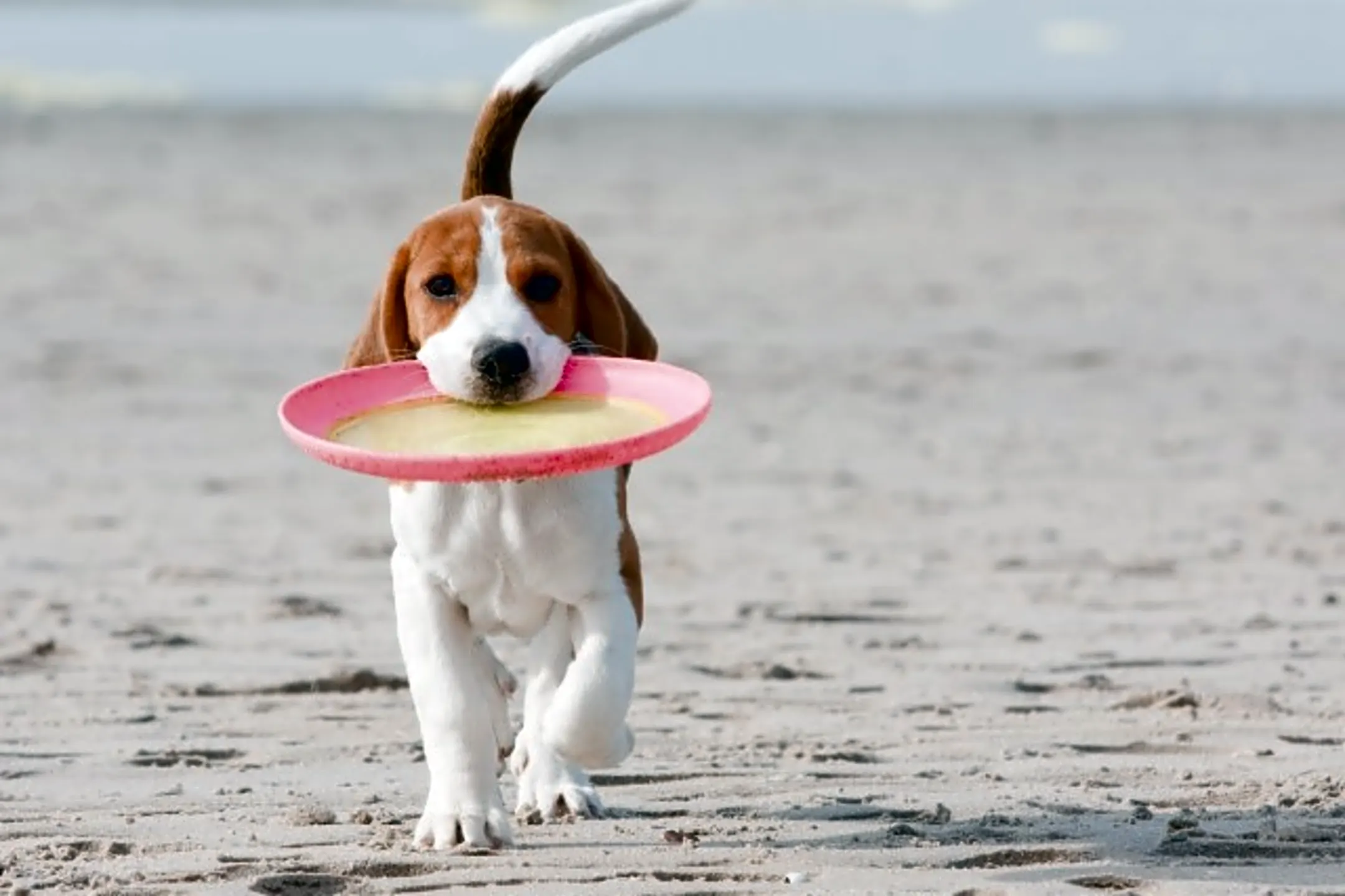 The Flats at 131 131 Rantoul St Beverly, MA Apartments for Rent Rent.