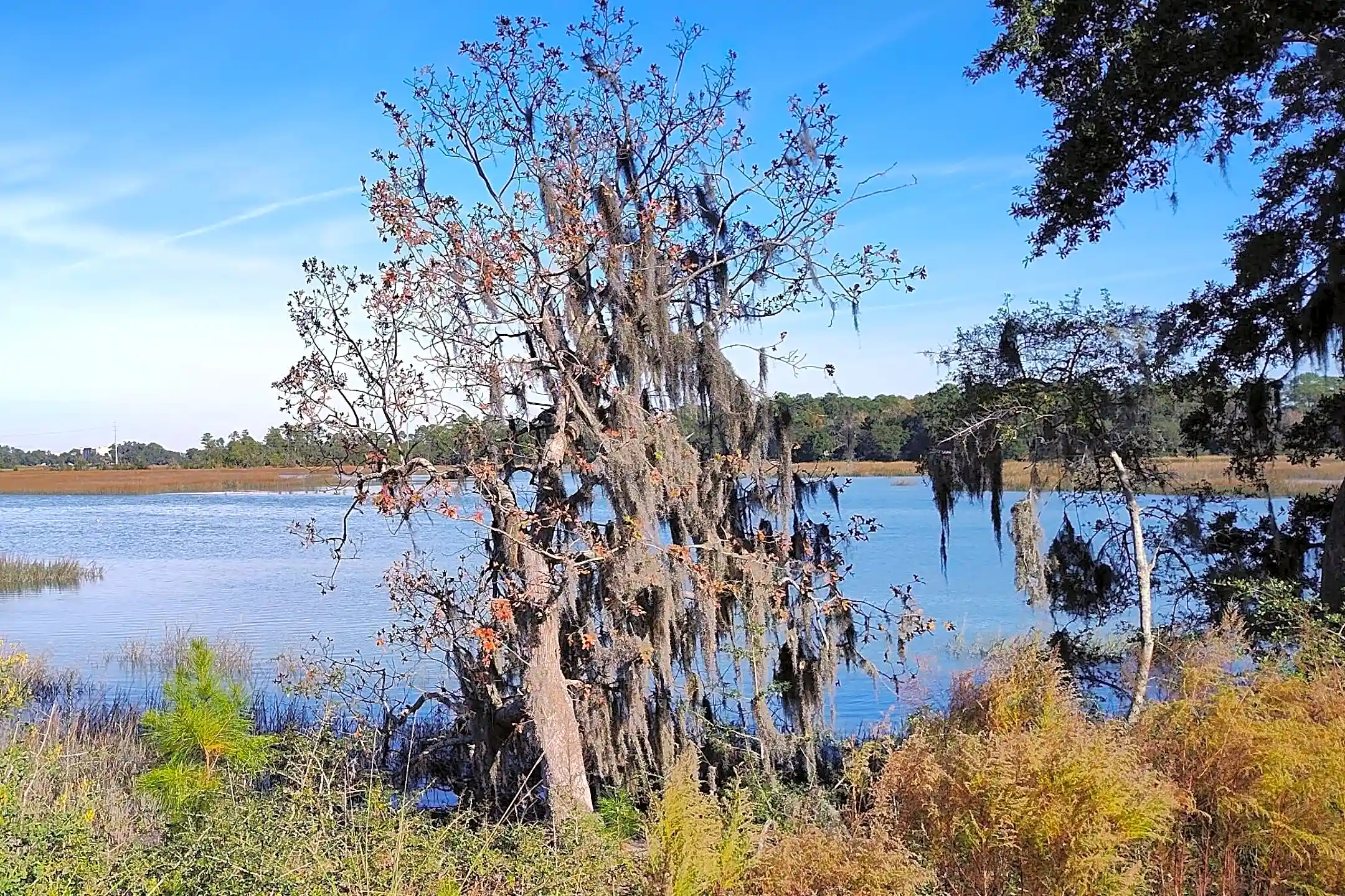 1274 Windswept Oak Ln | Beaufort, SC Houses for Rent | Rent.