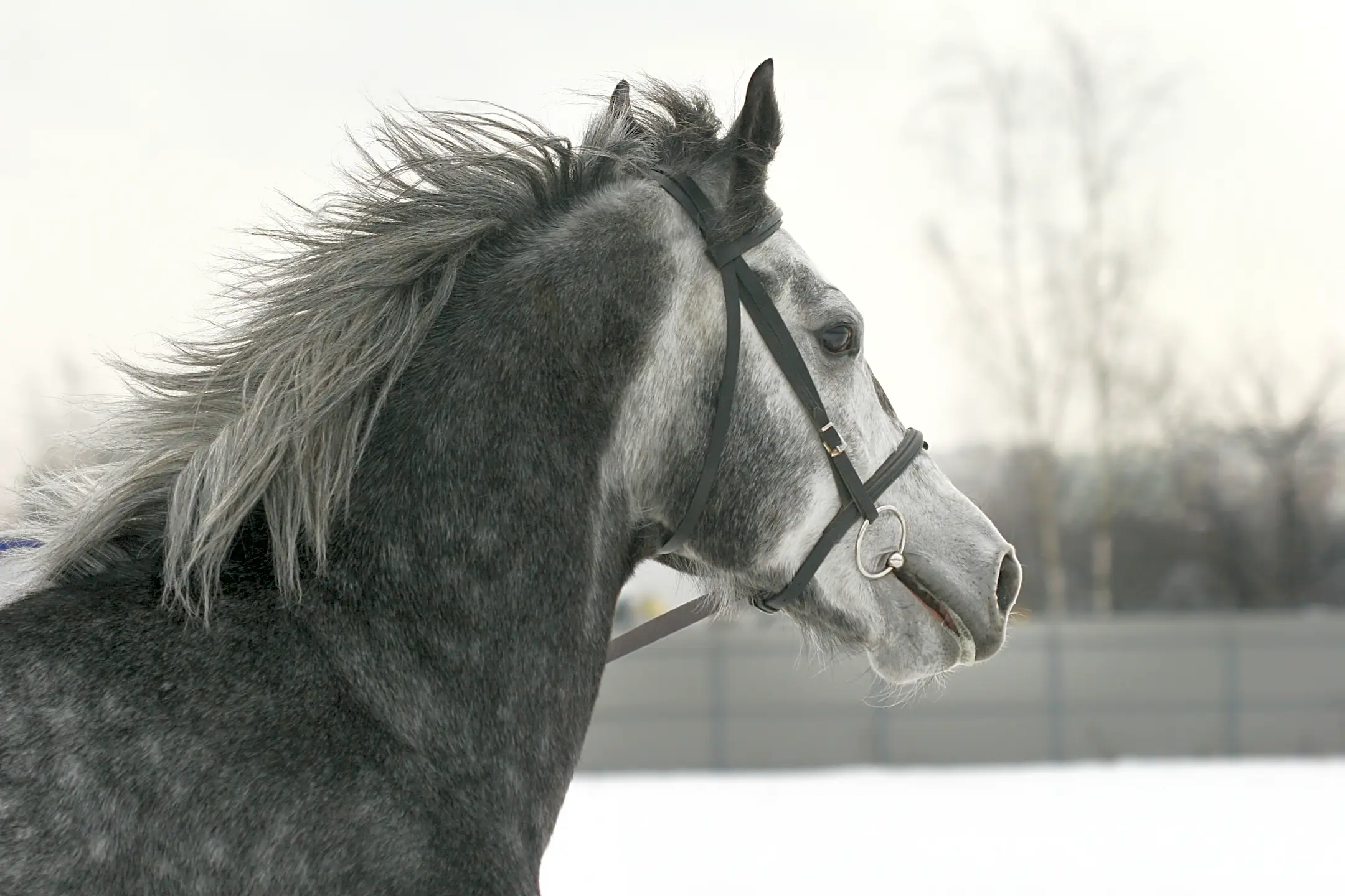 Corsa Salem, NH 03079