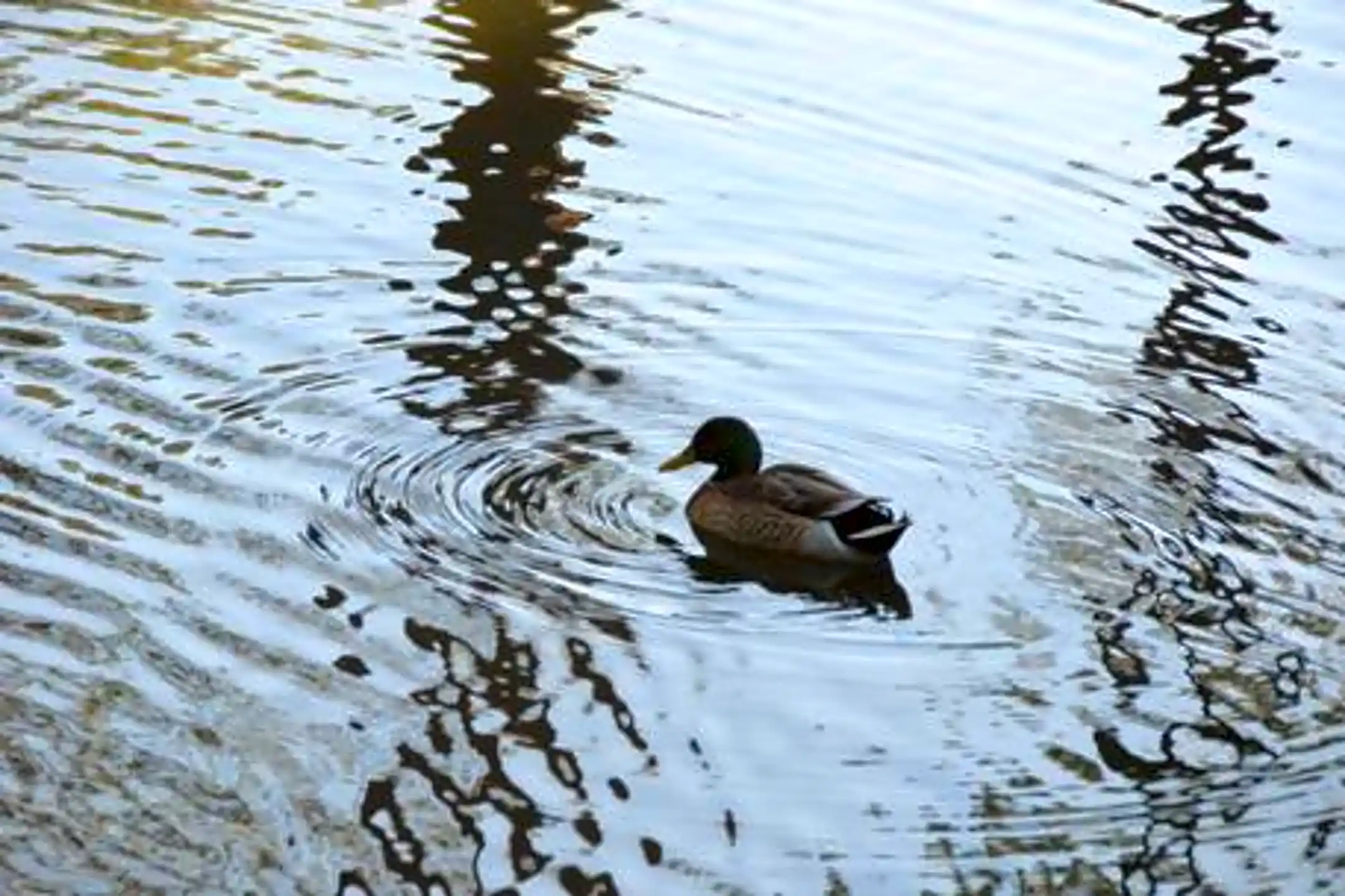 Revere Landings 1520 E Fletcher Ave Tampa, FL Apartments for Rent