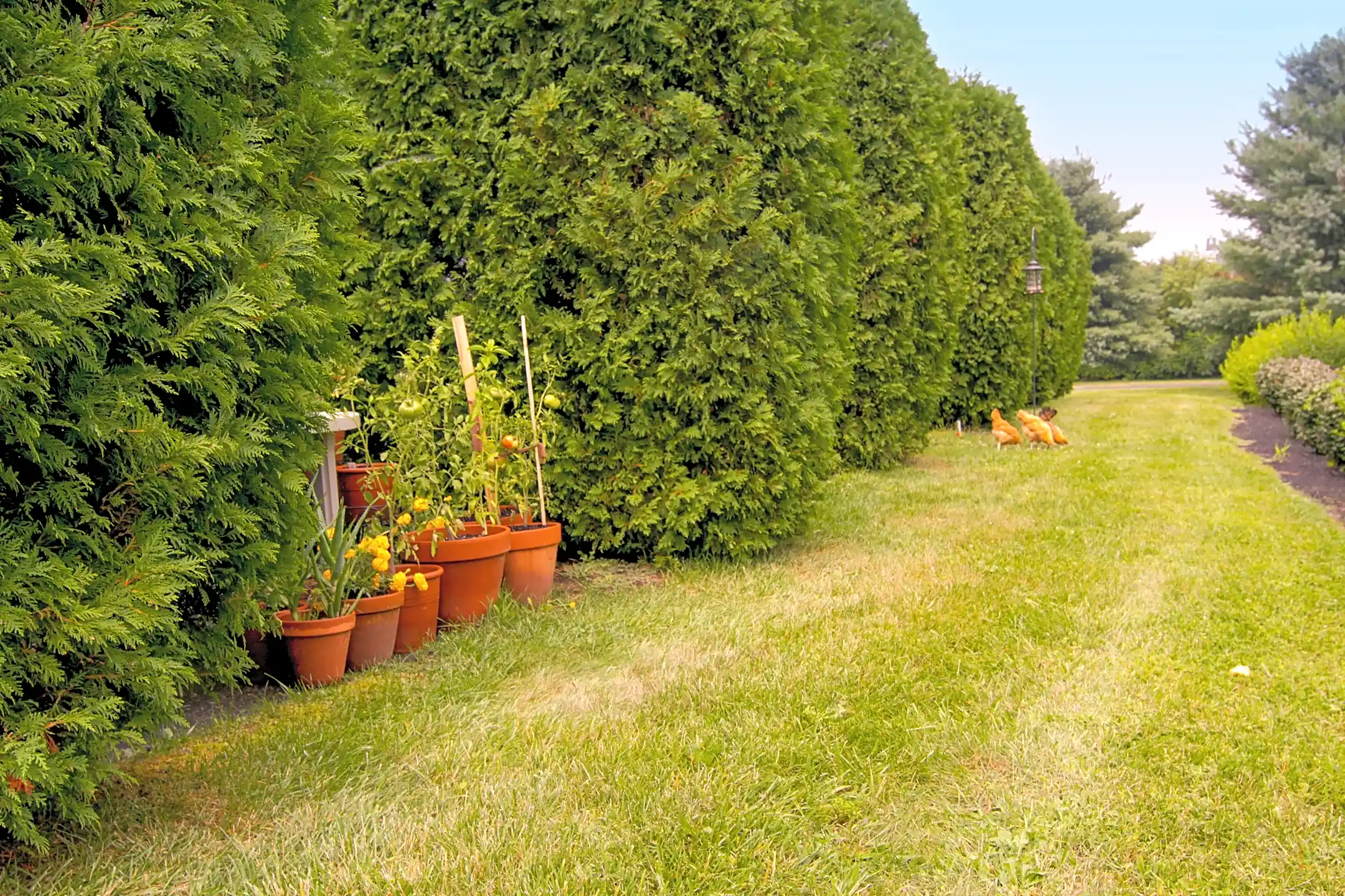 Cornfield Apartments Ellington, CT 06029