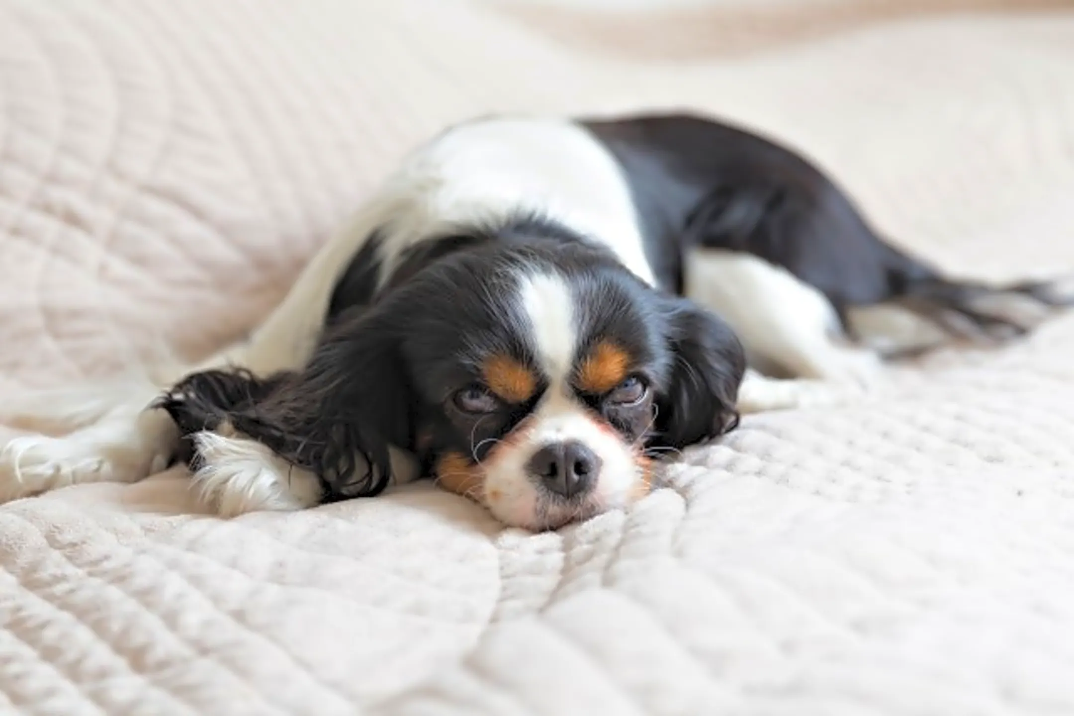 The Flats at 131 Beverly, MA 01915