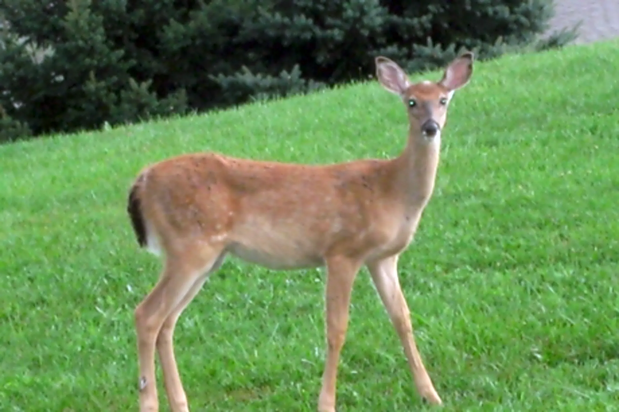 Terrace Ridge 300 North Terrace Boulevard Angola, IN Apartments for