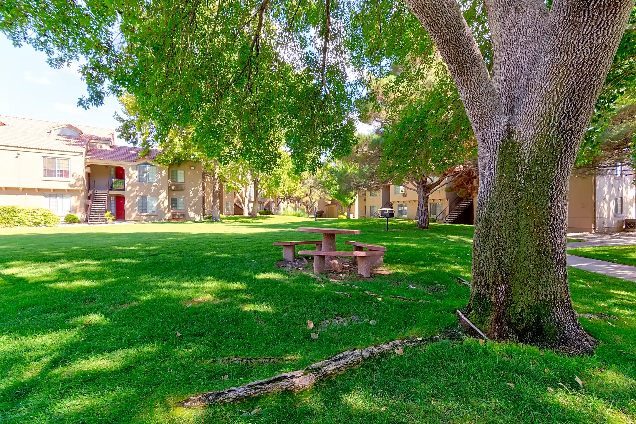 Cinnamon Tree Albuquerque, NM 87108