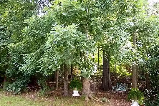 9731 Baxter Caldwell Dr Photo 2