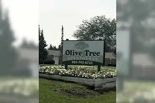 Olive Tree Photo 2