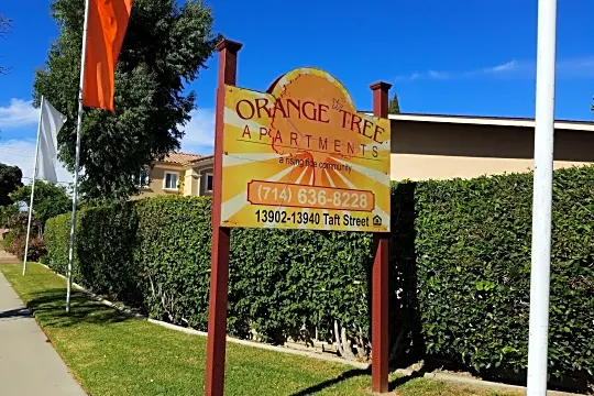 Orange Tree Photo 2