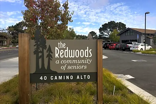 Redwoods Photo 2