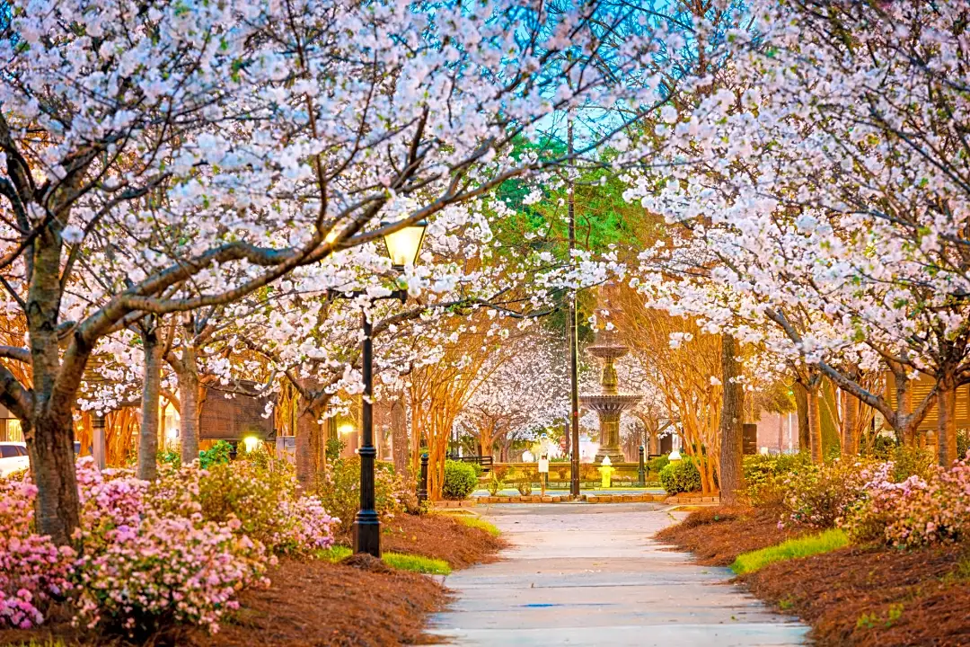 Trash along Macon streets a problem before Cherry Blossom