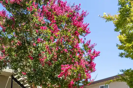 2080 Fruitdale Ave - San Jose, CA - Photo 11