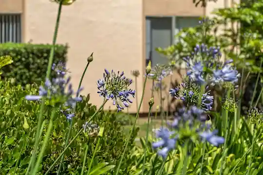 Plum Orchard Apartments - San Jose, CA - Photo 30