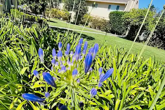 Plum Orchard Apartments - San Jose, CA - Photo 31