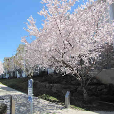 Thorneberry Atrium Senior Living 55 Apartments Pleasant