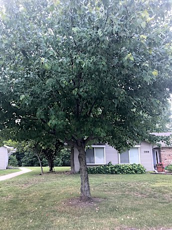 Hickory Point Apartments 189 W Hickory Point Rd Decatur Il Apartments For Rent Rent Com