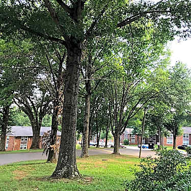 Green Hills Apartments 1930 Natchez Ave Se Knoxville Tn Apartments For Rent Rent Com