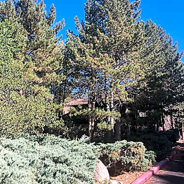 Westwood 401 College Dr Reno Nv Apartments For Rent Rent Com