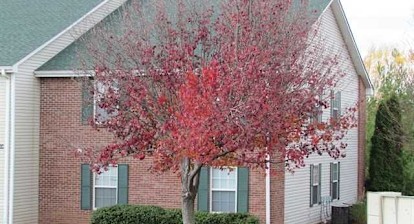 Colonial Gardens Apartments For Rent Georgetown Ky Rentals Com