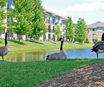 Apartments For Rent In Bayview Gardens Il 172 Rentals Apartmentguide Com
