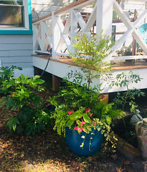 Backyard potted plant.jpg