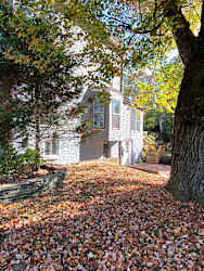 side yard.jpg