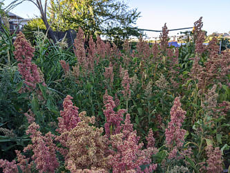 garden quinoa forest.jpg