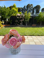 Backyard rose.jpg