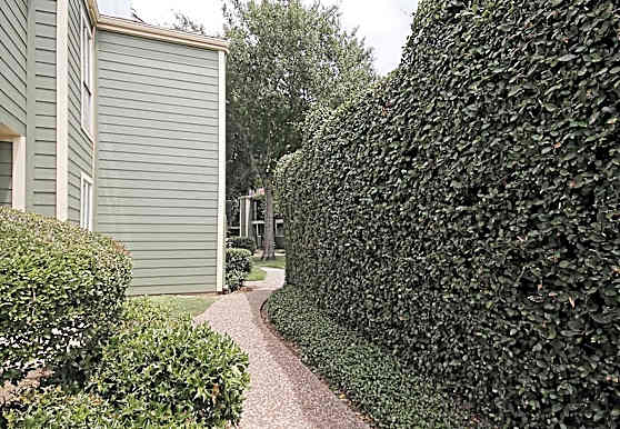 Shadowtree Apartments Houston Tx 77099