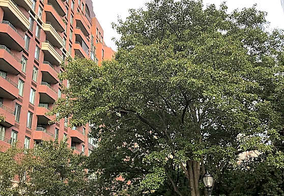 1 Rector Park Apartments New York Ny 10280