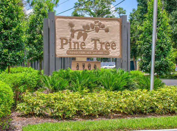Pine Tree - Tampa, FL