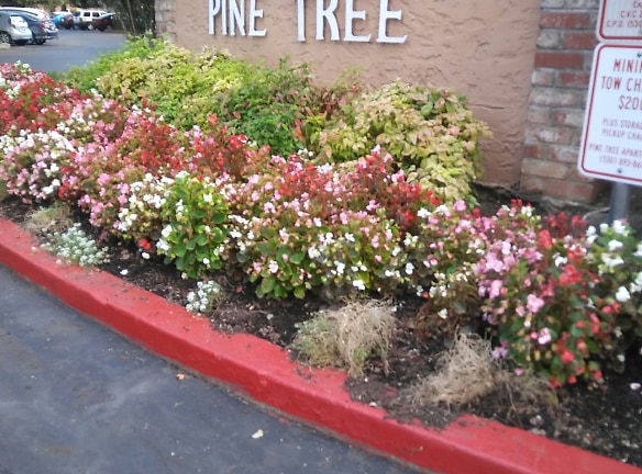 Pine Tree Apartments - Chico, CA